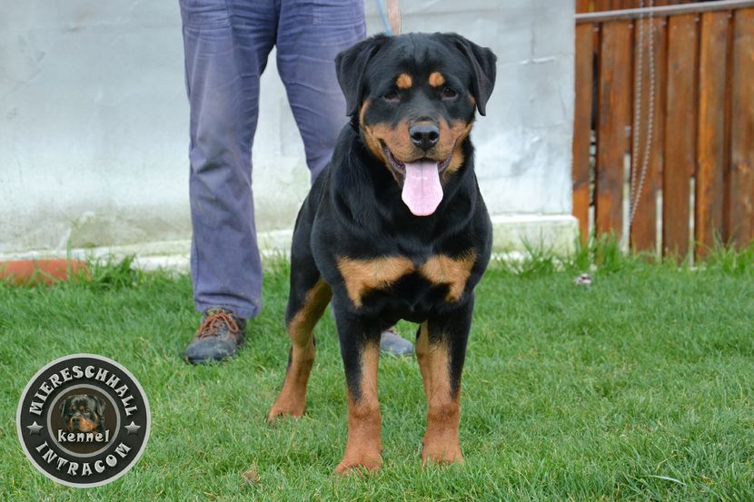 Femela Rottweiler - Elly Miereschhall Intracom - SOLD in UK