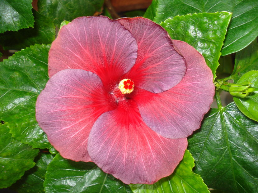  - Hibiscus Bayou Irene