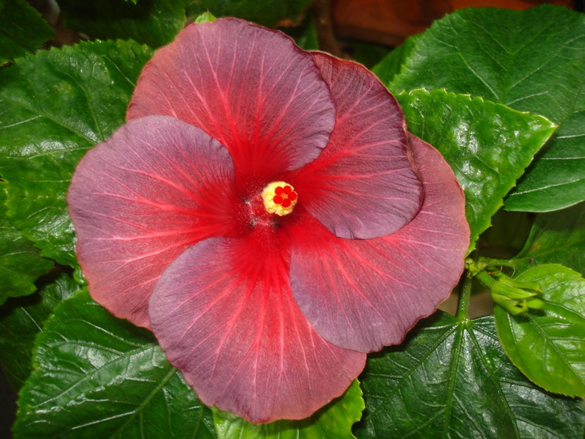  - Hibiscus Bayou Irene