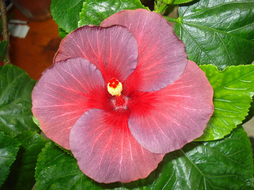  - Hibiscus Bayou Irene