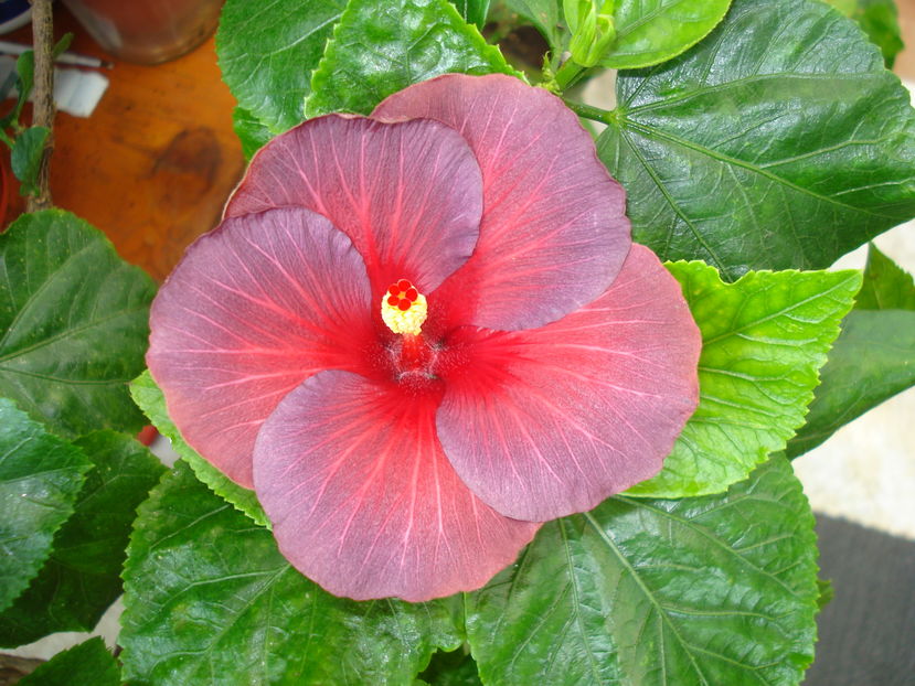  - Hibiscus Bayou Irene