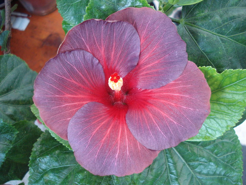  - Hibiscus Bayou Irene