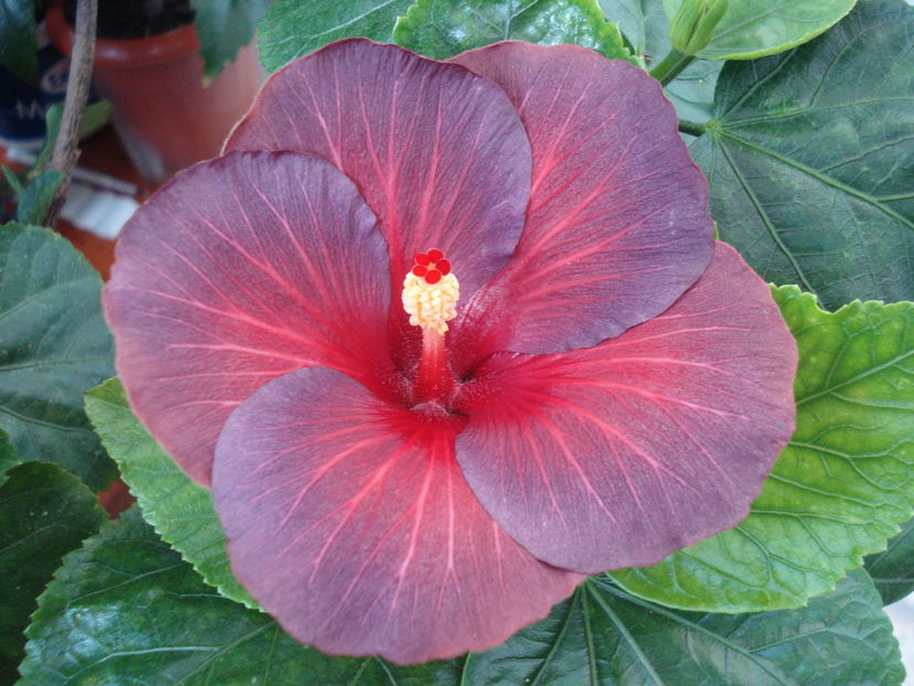  - Hibiscus Bayou Irene