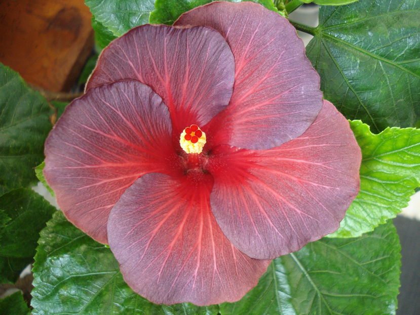  - Hibiscus Bayou Irene