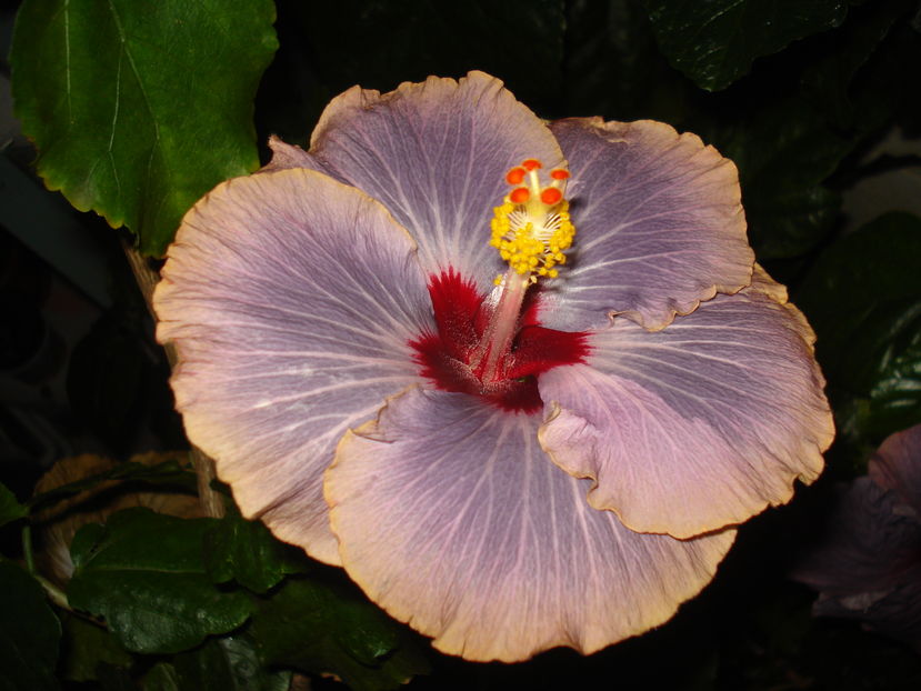  - Hibiscus Tahitian Moody Blue