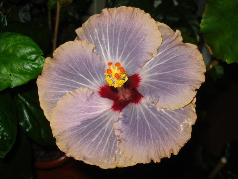  - Hibiscus Tahitian Moody Blue