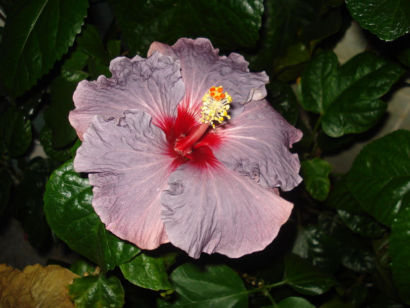  - Hibiscus Confederate Heart