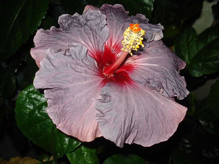  - Hibiscus Confederate Heart