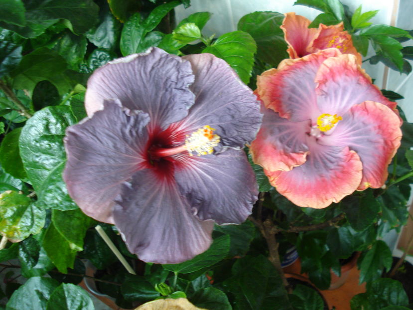  - Hibiscus Confederate Heart