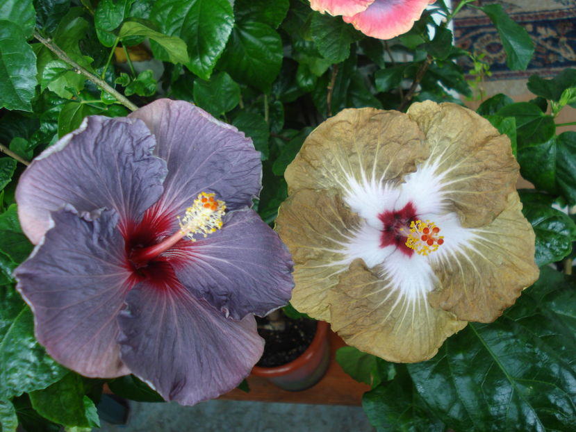  - Hibiscus Confederate Heart