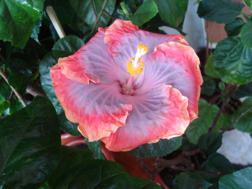  - Hibiscus Creole Lady