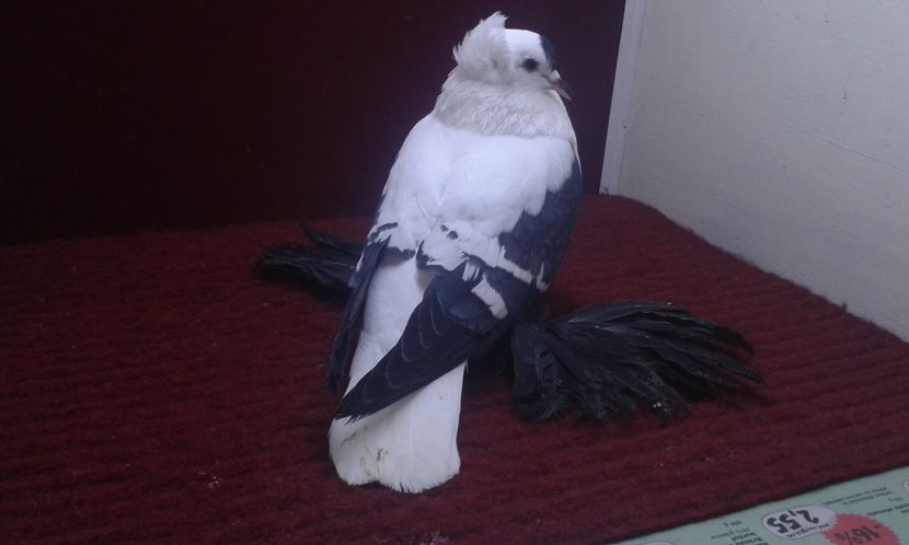 09. Mascul EE RO 16 1995