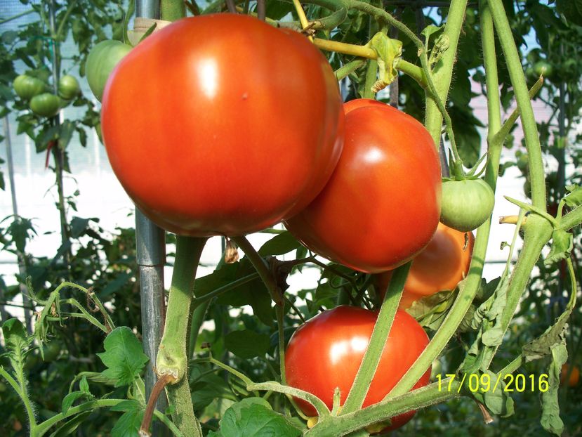 INIMA DE BELARUS  (6)