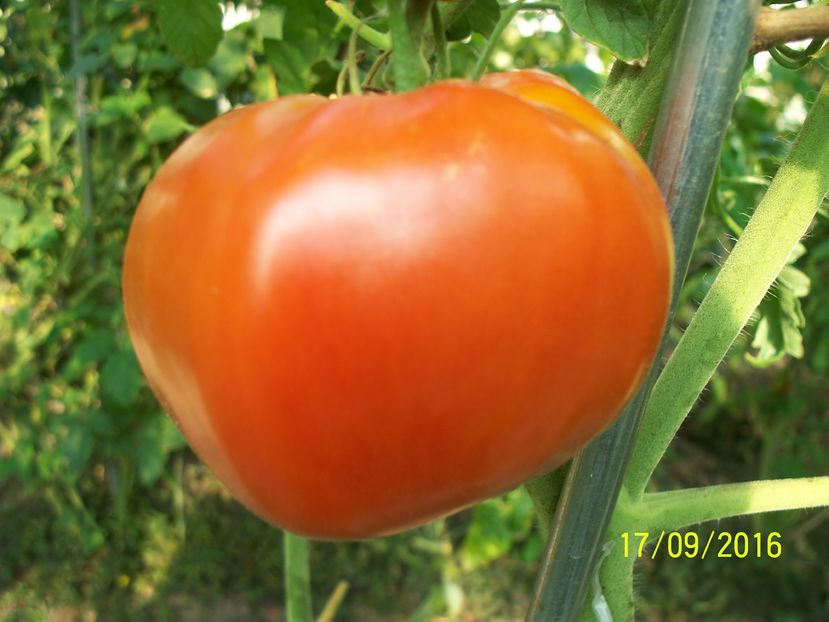 INIMA DE BELARUS  (7)