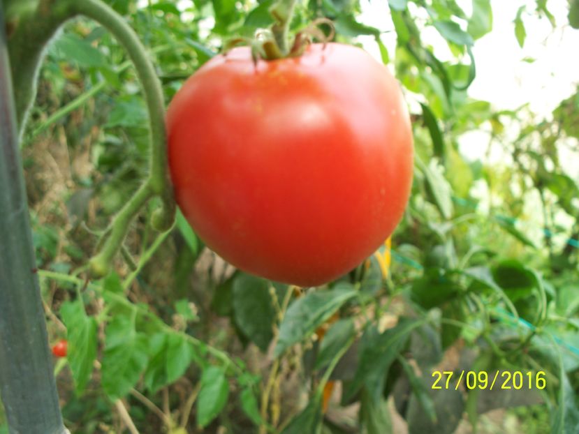 INIMA DE BELARUS (12)