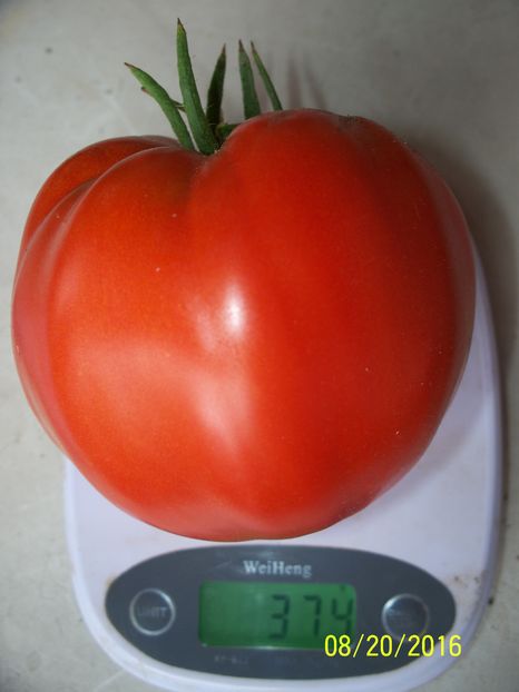 INIMA DE BELARUS 374 (1)