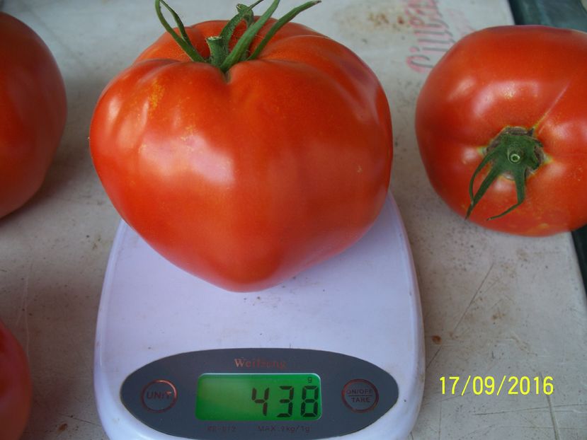 INIMA DE BELARUS 438)