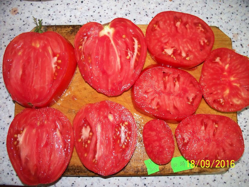 LACRIMILE FETEI 305,239 SECT