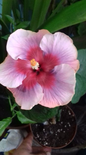  - Hibiscus Something to remember