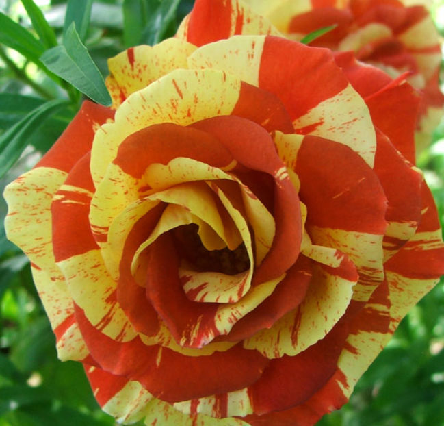 Orange and Lemon