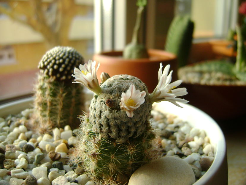 Mammillaria sanchez-mejoradae; 21 dec. 2016
