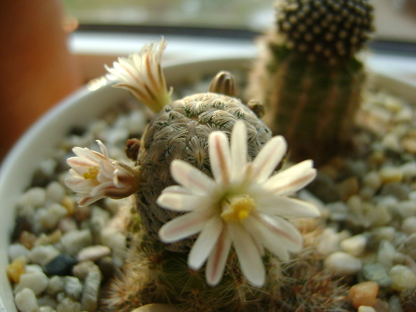 Mammillaria sanchez-mejoradae; 21 dec. 2016
