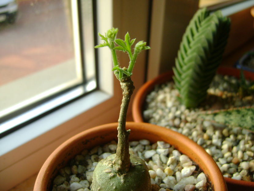 Kedrostis foetidissima - Caudiciforme si bulbi 2016