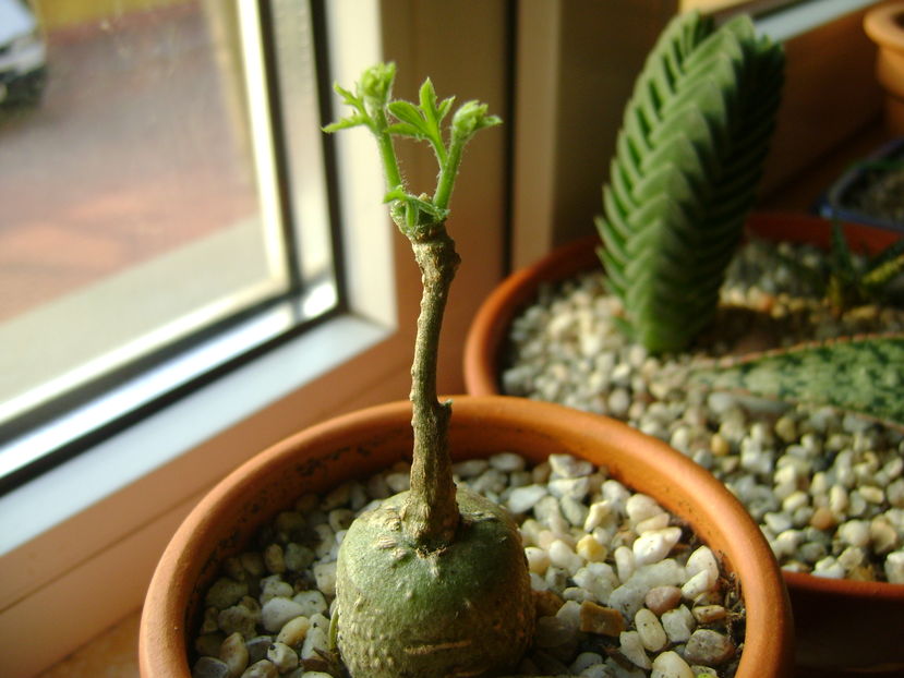 Kedrostis foetidissima