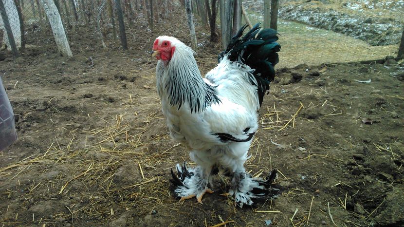 cocos de la https:ciprianp.sunphoto.ro