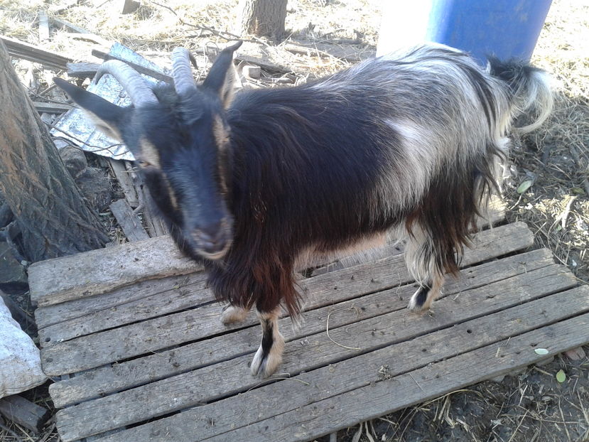 Fotografie0131 firuta (3)