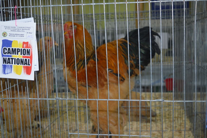  - 3 DIPLOME SI AUTORII ACESTORA