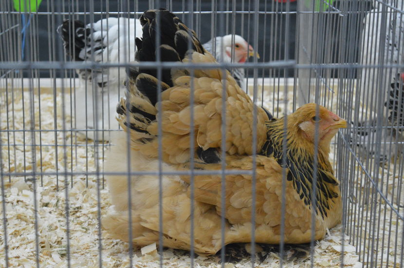  - 3 DIPLOME SI AUTORII ACESTORA