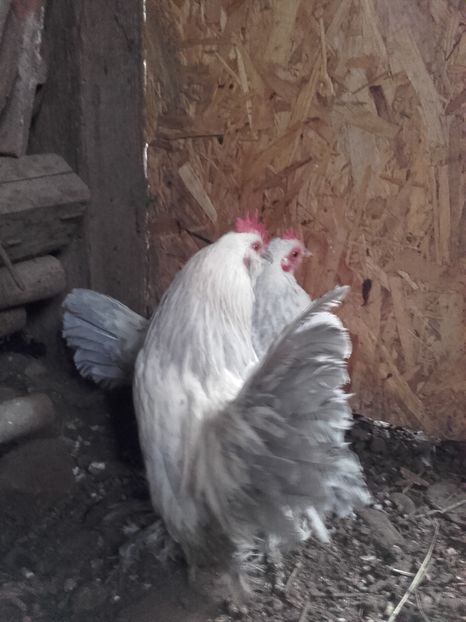  - MATCA MII DE FLORI IZABEL BARBOS 2017