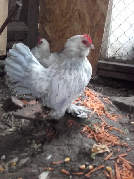  - MATCA MII DE FLORI IZABEL BARBOS 2017