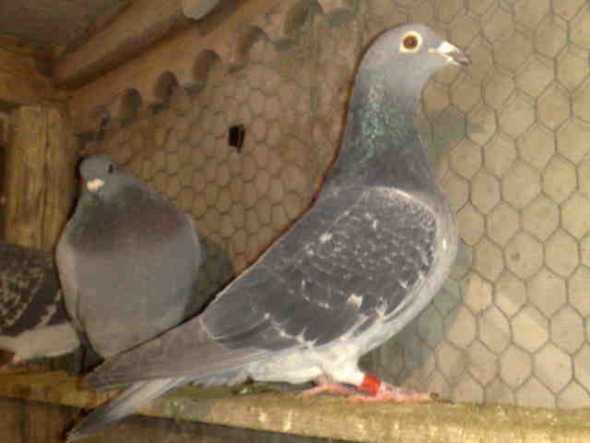 Kuipers - 1-Porumbeii care au fost omoriti de dihor