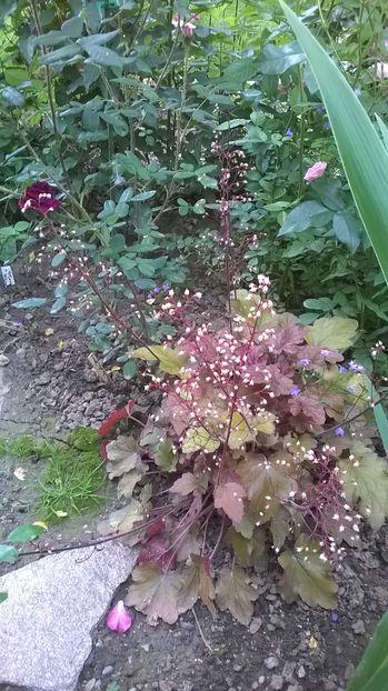  - 2016 Heuchera