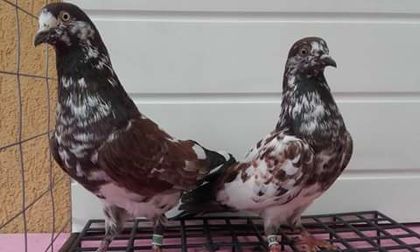  - tippler englez Gordon Hughes si Wilf Lowatt