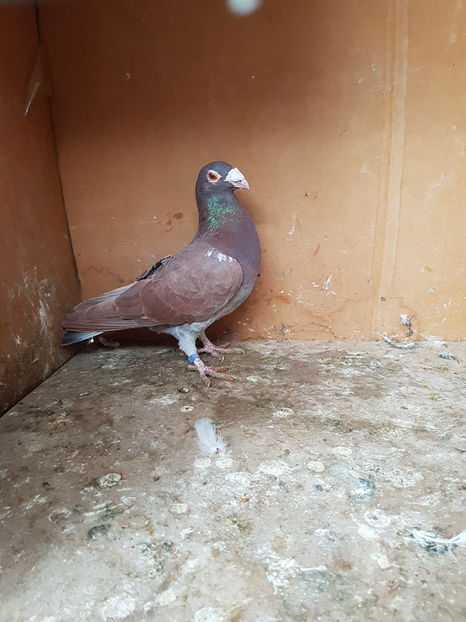 Mascul 2016 - Porumbei vanduti