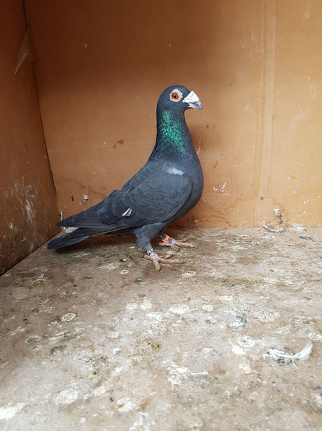 Mascul 2016 - Porumbei vanduti