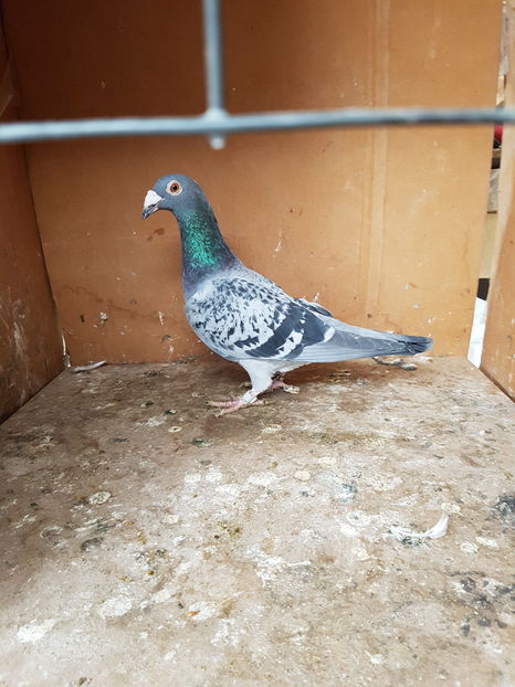 Femela 2016 - Porumbei vanduti