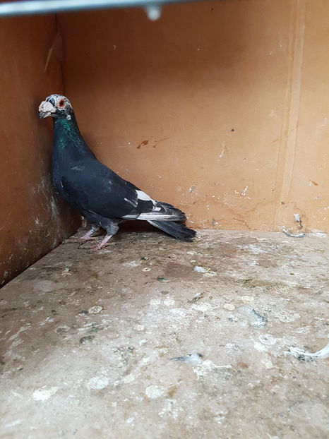 Mascul 2015 - Porumbei vanduti