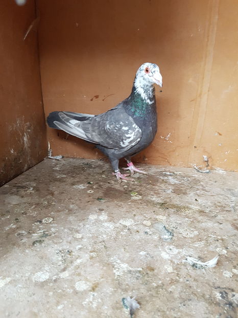 Femela 2016 - Porumbei vanduti