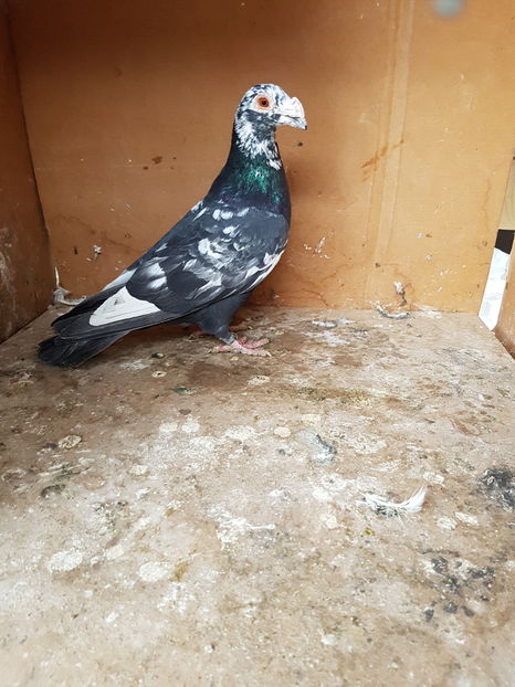 Mascul2016 - Porumbei vanduti