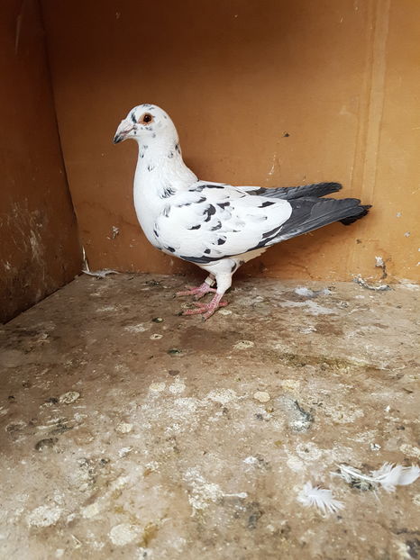 Femela 2016 - Porumbei vanduti