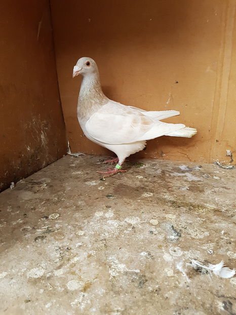 Femela 2016 - Porumbei vanduti