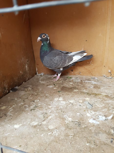 Femela 2016 - Porumbei vanduti