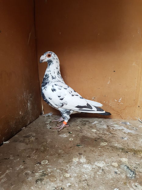 Mascul 2016 - Porumbei vanduti