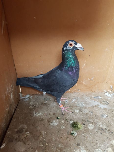 2016 - Porumbei vanduti