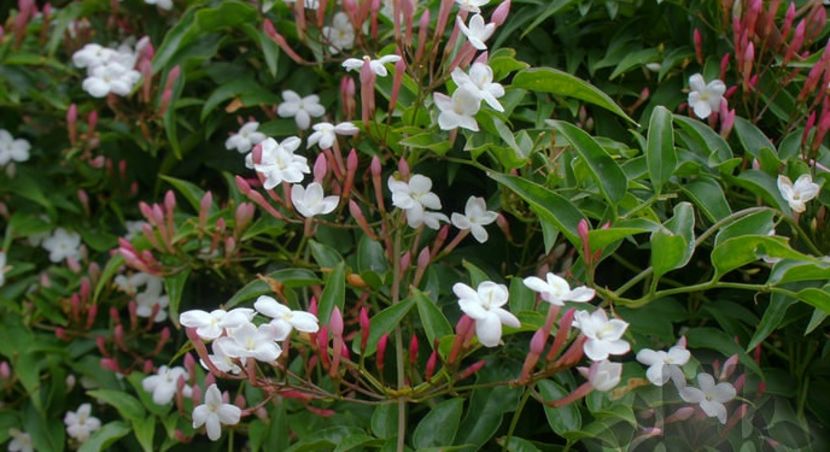 Jasminum officinale affine de gadinabutas inradacinat 15 RON.; Jasminele sunt plante care infloresc ambundent pe toata perioada verii. Sunt plante cataratoare care pot imbraca cu usurinta gardurile, suporturi de metal/lemn,peretii casei sau copacii.Rez -28 grade
