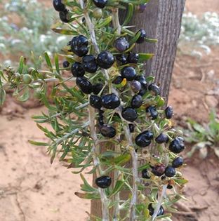 Goji-Negru; Goji negru rezista pina la -25 grade si la seceta. Fructele sunt folosite proaspete si  uscate la ceai.
